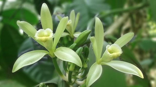 緑の葉を背景に咲く、淡黄緑色のバニラの花のクローズアップ
